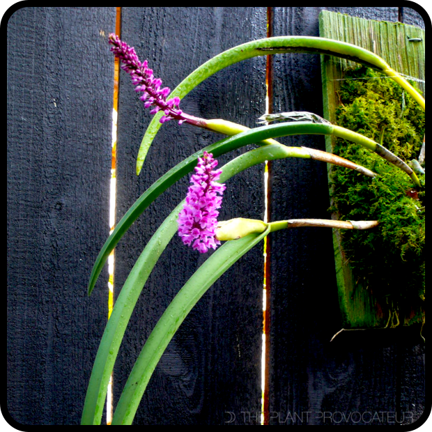 |Arpophyllum spicatum mounted|