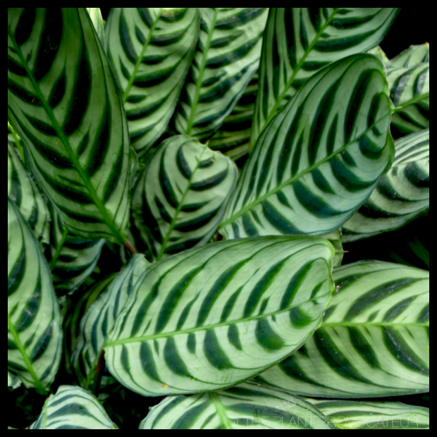 |Calathea 'Burle Marx' profile|