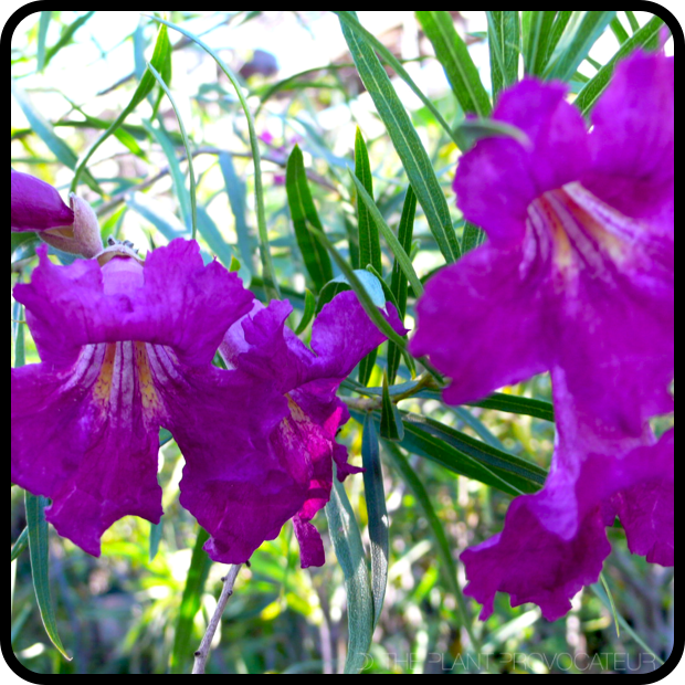 |Chilopsis linearis 'Burgandy' profile|