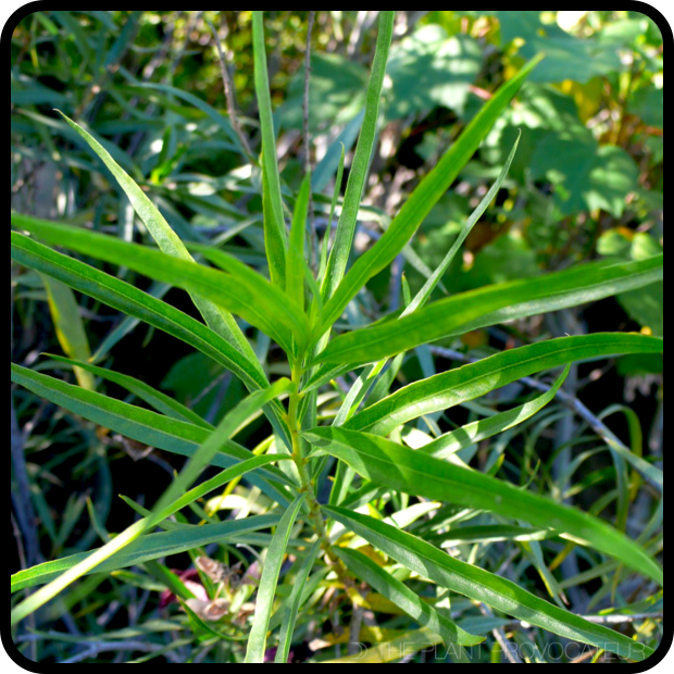 |Chilopsis linearis 'Burgandy' foliage|