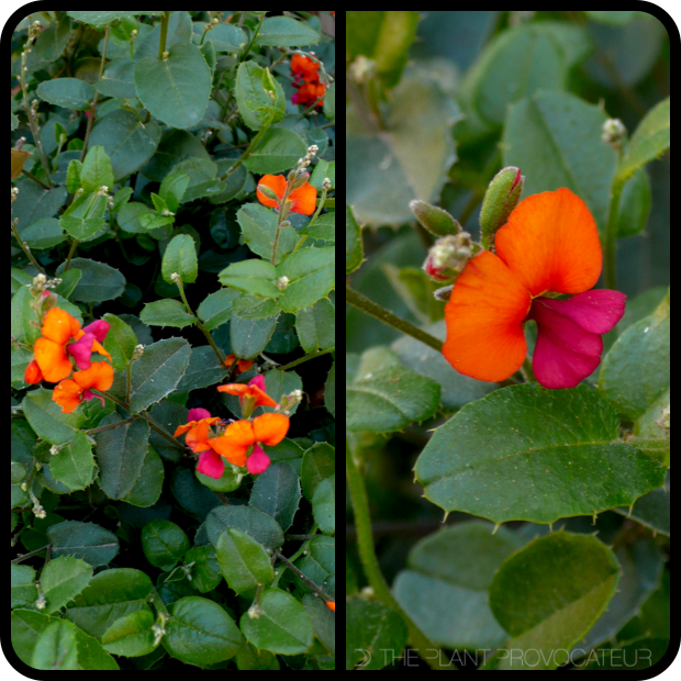 |Chorizema 'Bush Flame' profile|