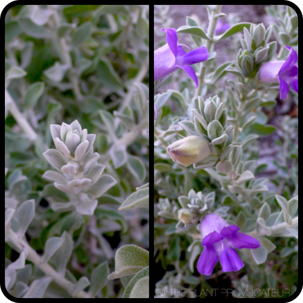 |Eremophila hygrophana 'Blue Bells' profile|