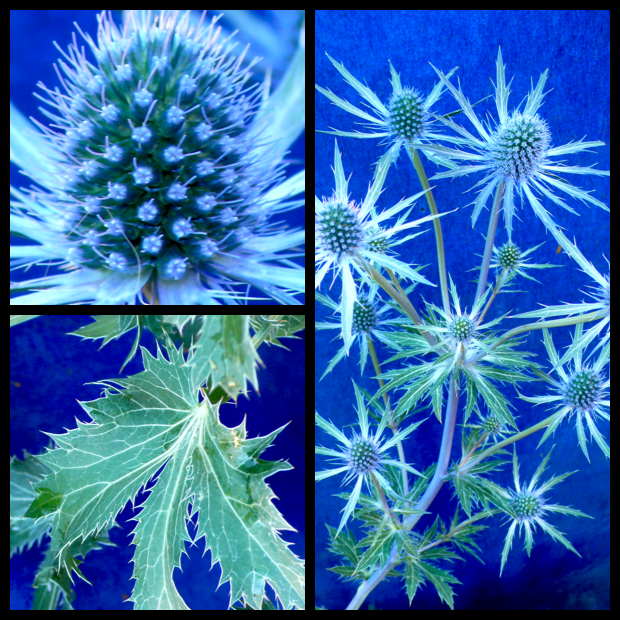 |Eryngium 'Sapphire Blue' profile|