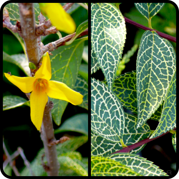 |Forsythia viridissima koreana 'Kumson' profile|