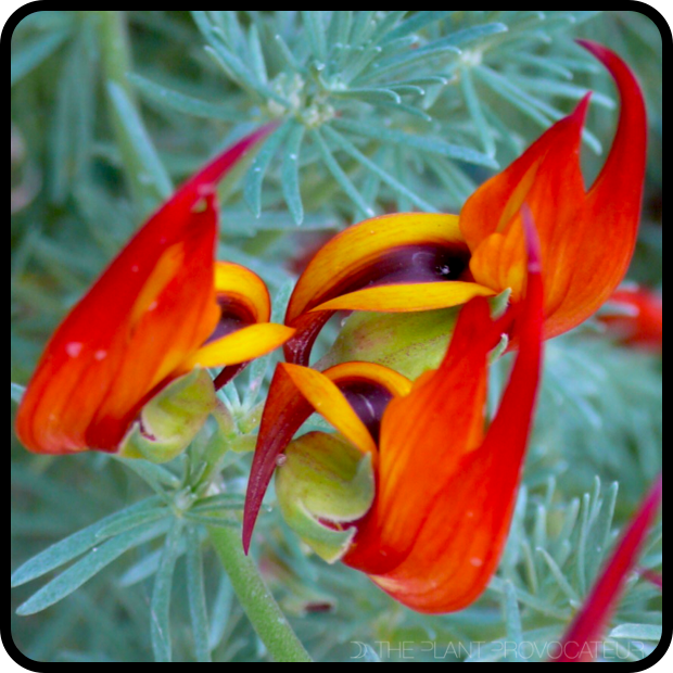 |Lotus 'Amazon Sunset' bloom detail|
