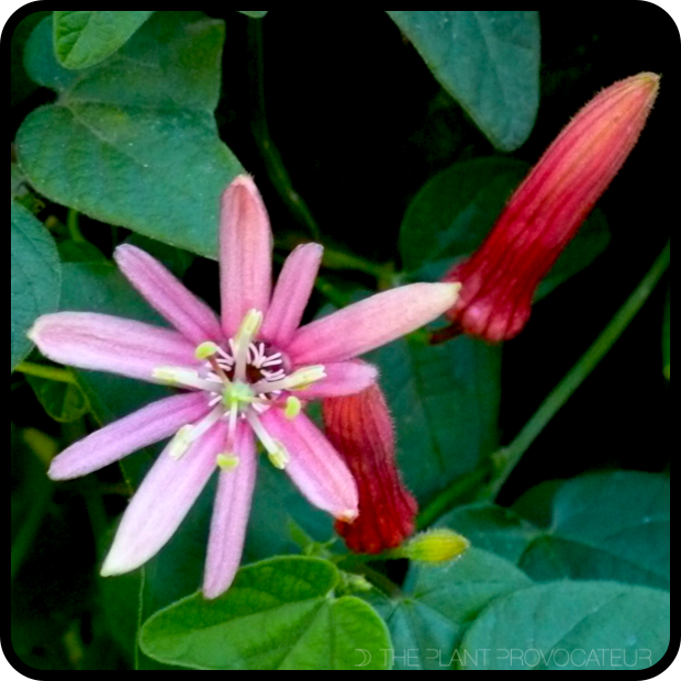 |Passiflora sanguinolenta floral profile|