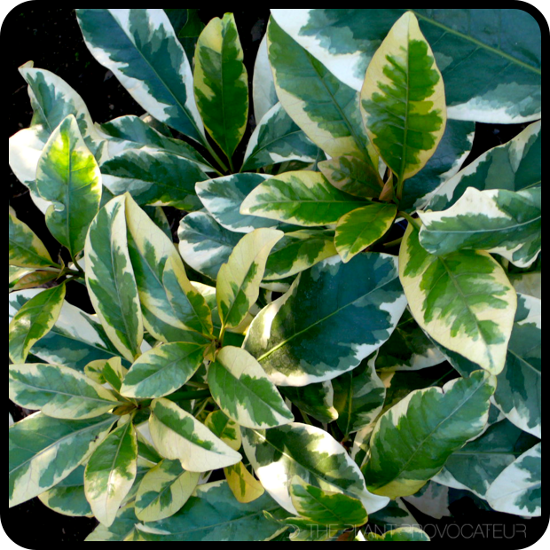 |Pisonia umbellifera 'Variegata' profile|