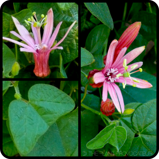 |Passiflora sanguinolenta profile|