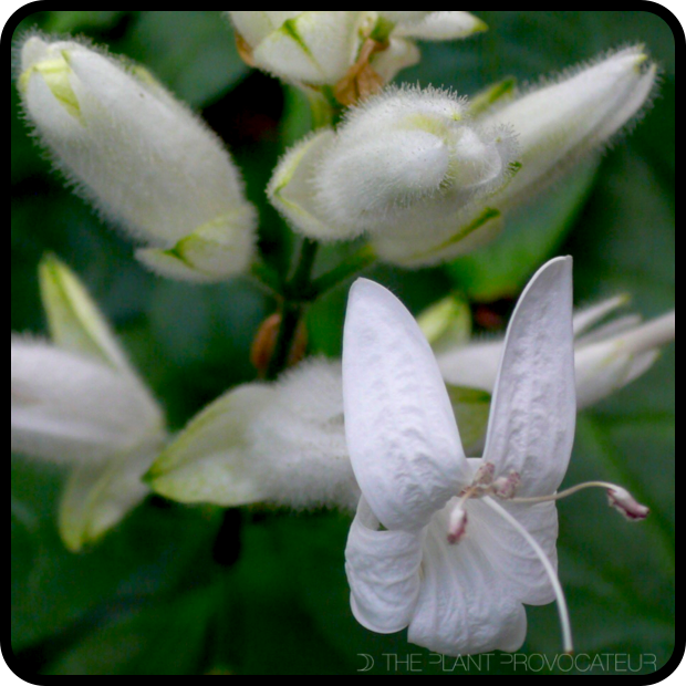 |Whitfieldia longifolia bloom detail|