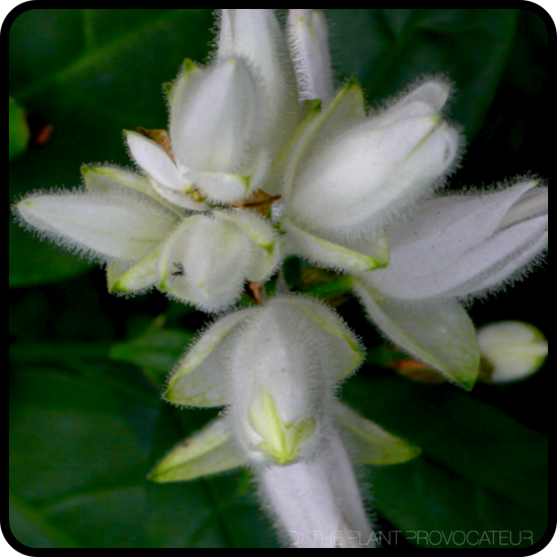 |Whitfieldia longifolia bud detail|
