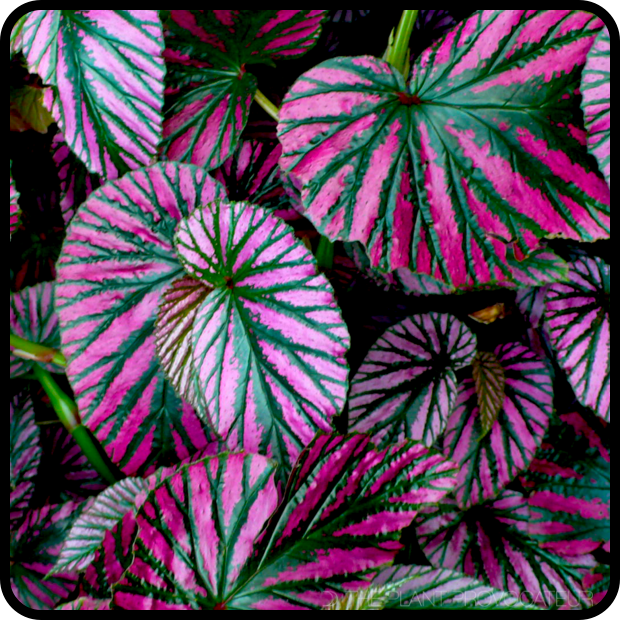 |Begonia brevirimosa foliage profile|