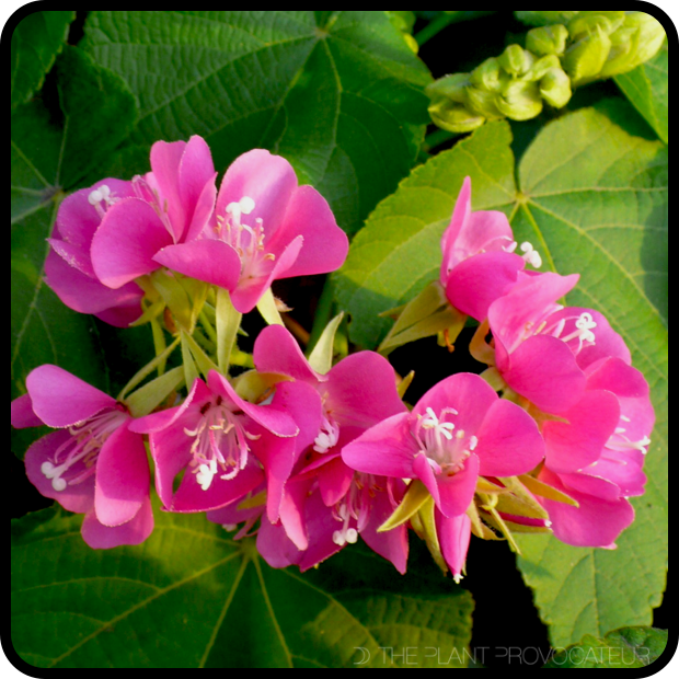 |Dombeya burgessiae 'Seminole' bloom detail|