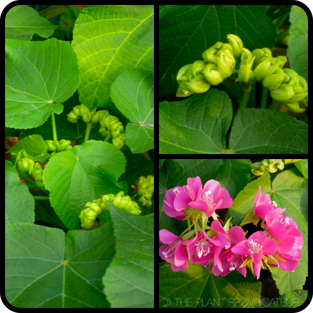 |Dombeya burgessiae 'Seminole' profile|