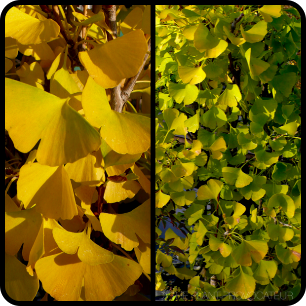 |Gingko biloba textural detail|