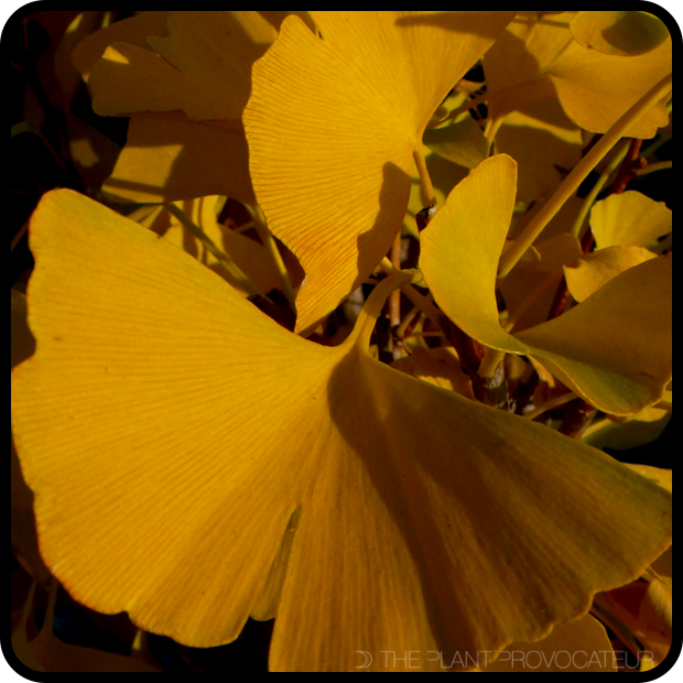 |Ginkgo biloba foliage detail|