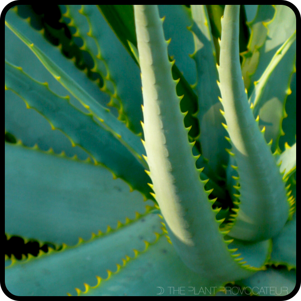 |Aloe 'Yellow Torch' rosette profile|