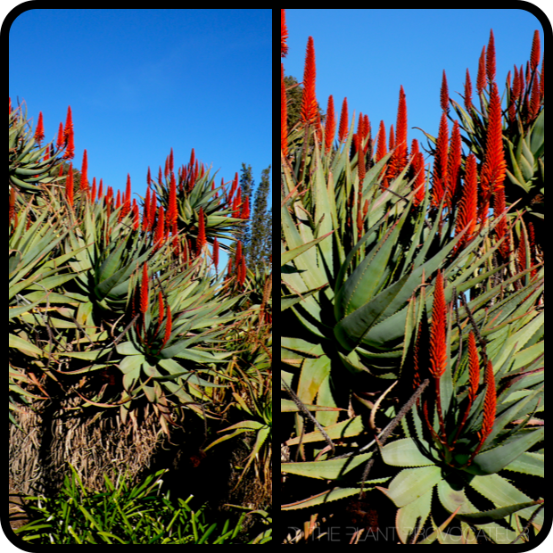 |Aloe ferox profile|