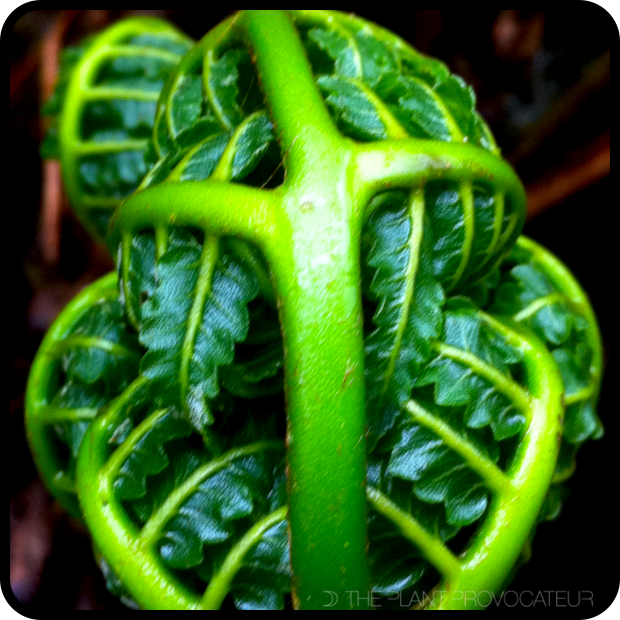 |CU Alakai Swamp Fern Fiddlehead|