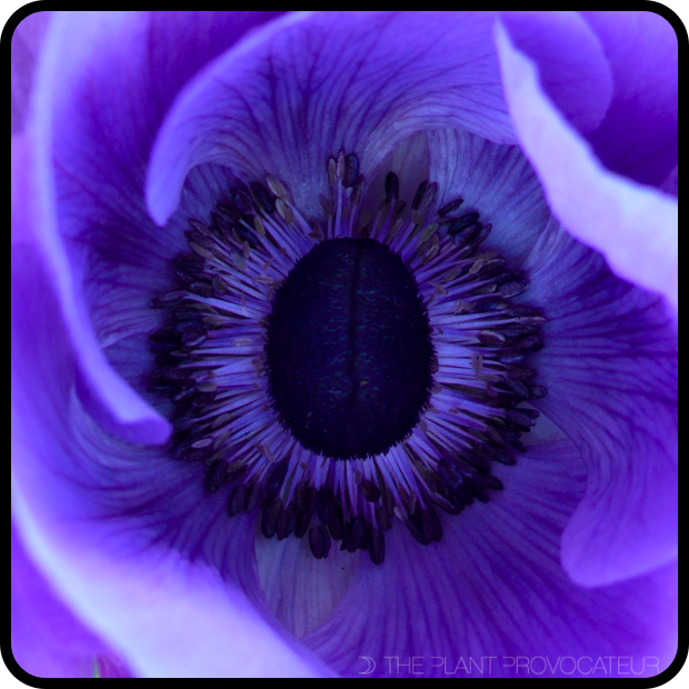 |Close-up of Anemone coronaria 'Mona Lisa Deep Blue' flower|