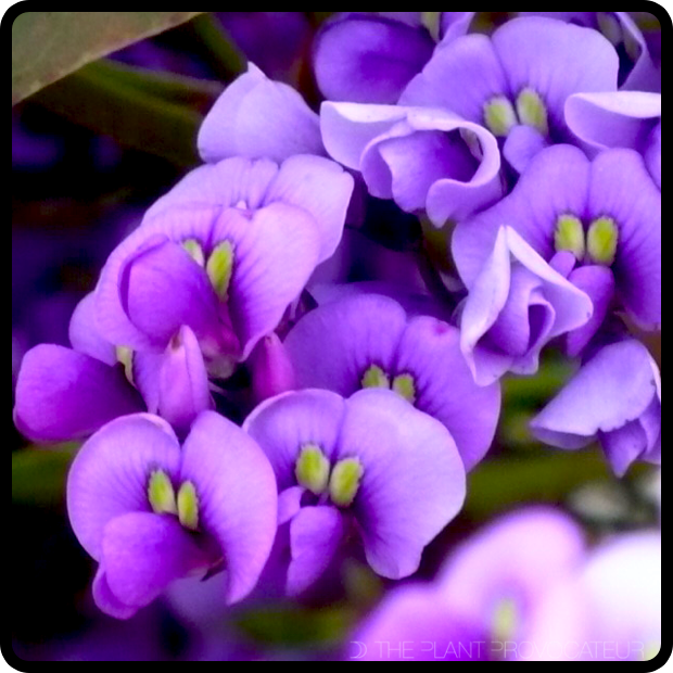 |CU Hardenbergia 'Walkabout Purple' Flowers|