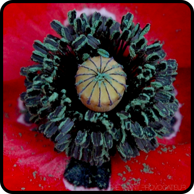 |ECU Papaver rhoeas 'Red Flanders'|