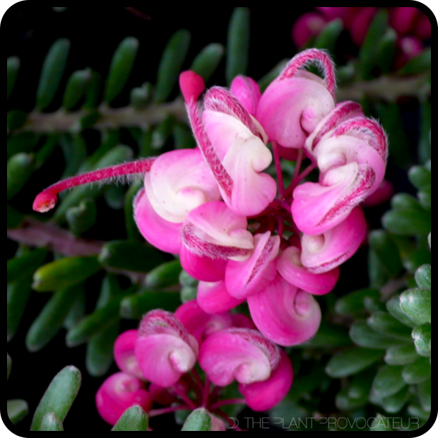 |Grevillea lanigera 'Mt. Tamboritha' Bloom Detail|