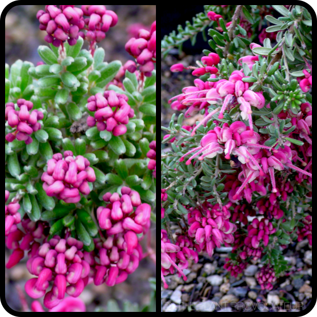 |Grevillea lanigera 'Mt. Tamboritha' Detail|