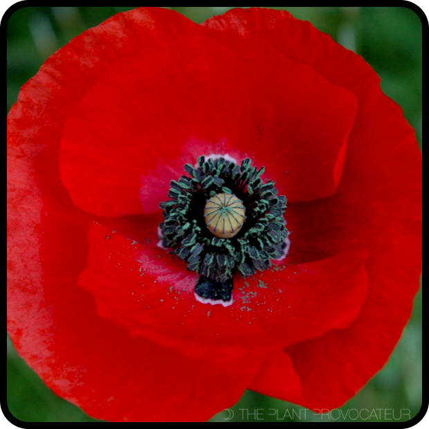 |Papaver rhoeas 'Red Flanders' Flower|
