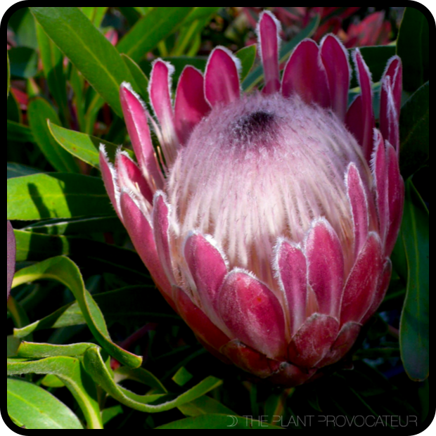 |Protea neriifolia 'Pink Ice' Flower Profile|