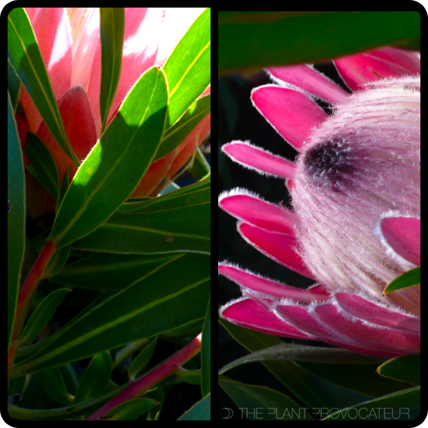 |Protea neriifolia 'Pink Ice' Foliage + Flower Profile|