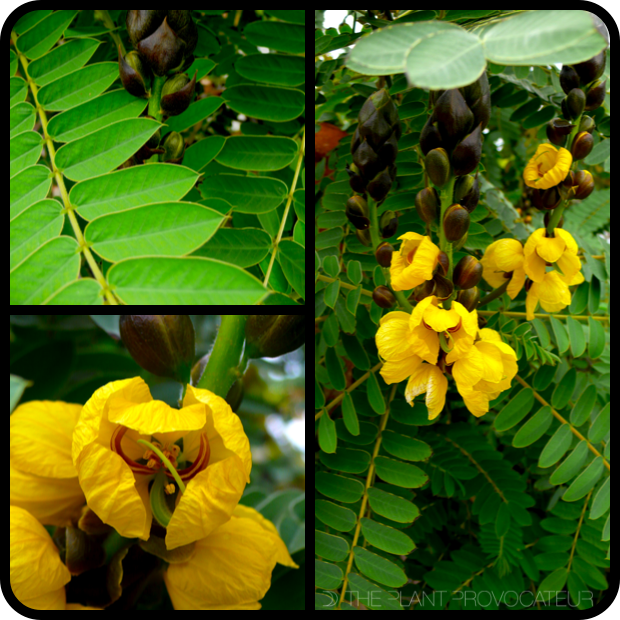 |Senna didymobotrya foliage, bud, and form|