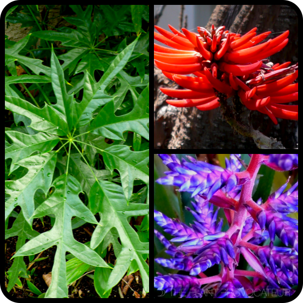 |Shefflera 'Nova' + Erythrina coralloides + Aechmea 'Del Mar'|