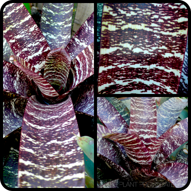 |Vriesea fosteriana 'Red Chestnut' details|