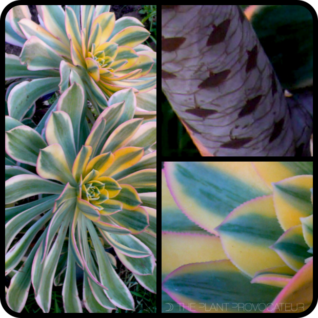 |Aeonium 'Sunburst' Stem + Rosette|