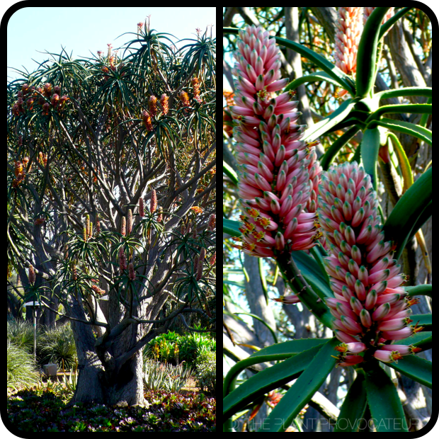|Aloe barberae profile|