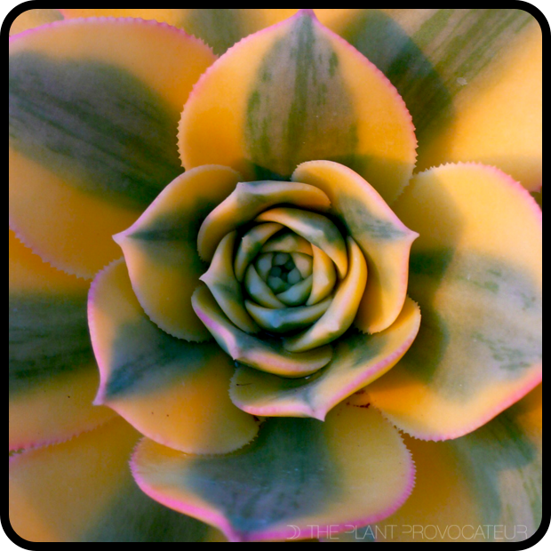 |Aeonium 'Sunburst' CU Rosette|