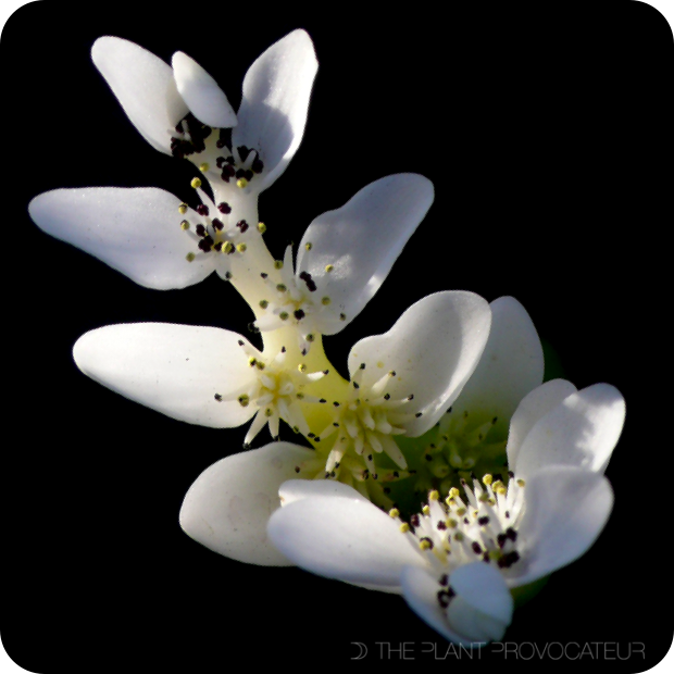 |Aponogeton distachyus floral profile|