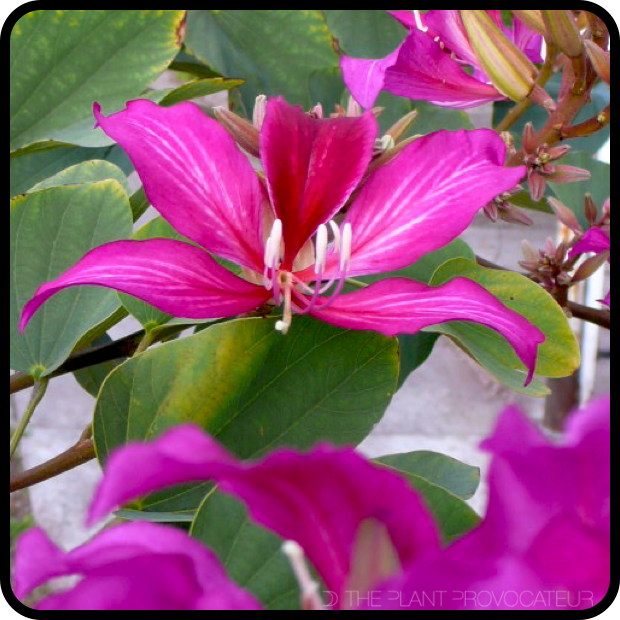 |Bauhinia x blakeana profile|
