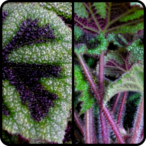 |Begonia masoniana foliage details|