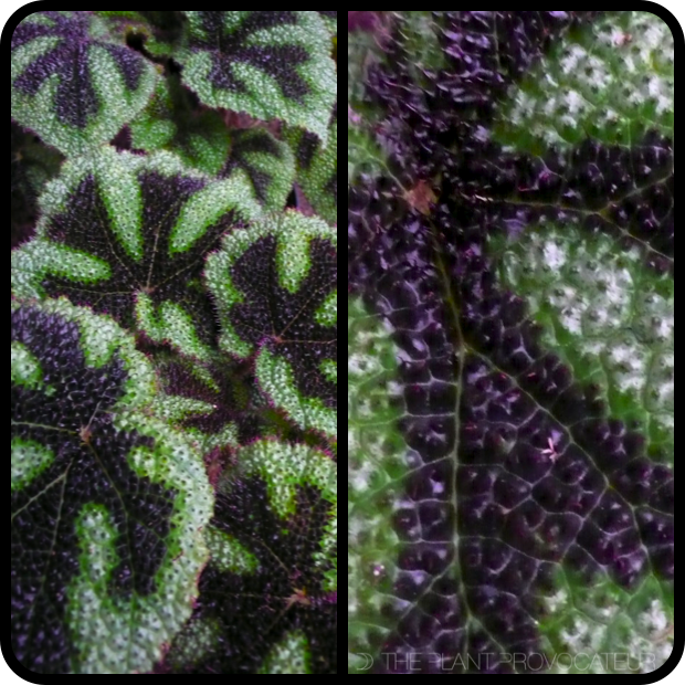 |Begonia masoniana foliage profile|