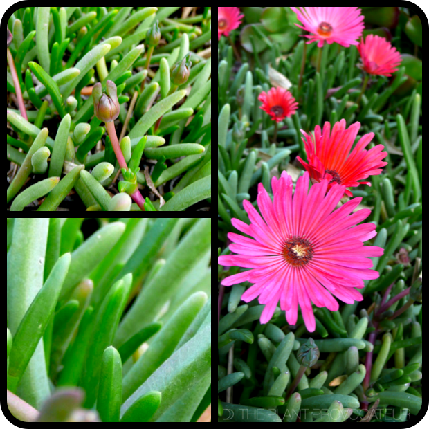 |Cephalophyllum stayneri detail|