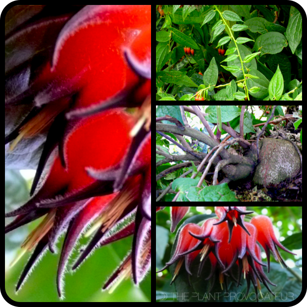 |Ceratostema silvicola foliage + flower + form|