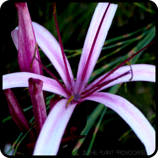 |Crinum procerum var. splendens floral detail|