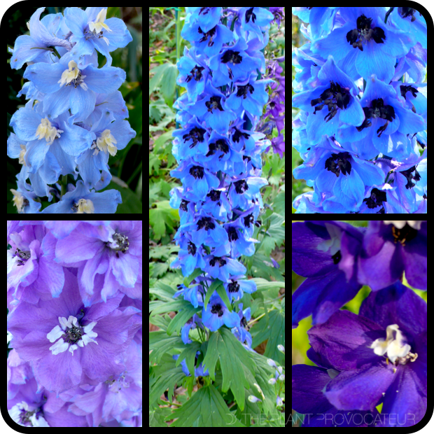 |Delphinium elatum 'Pacific Giant Mix' Profile|
