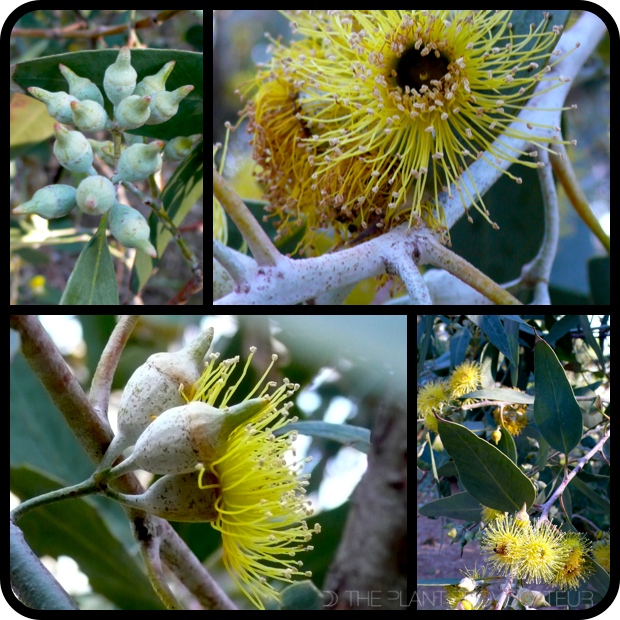 |Eucalyptus 'Torwood' details|