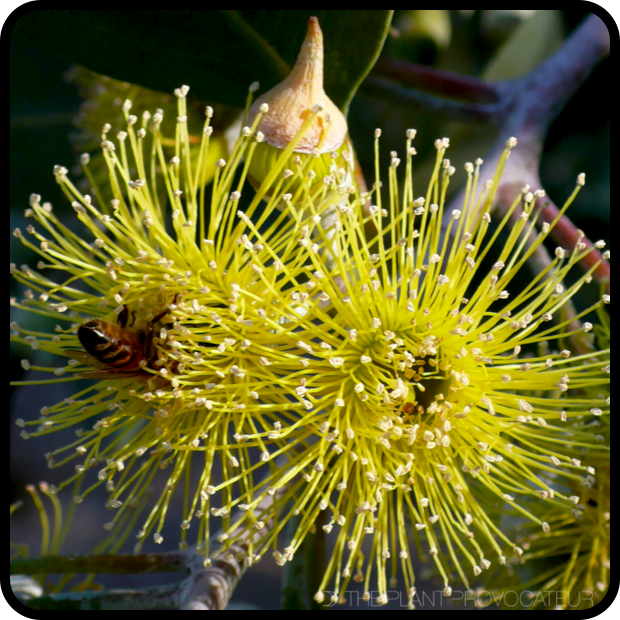 |Eucalyptus 'Torwood' floral profile|