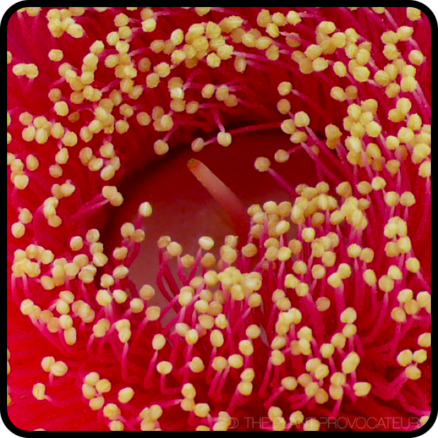 |Eucalyptus macrocarpa stamens|