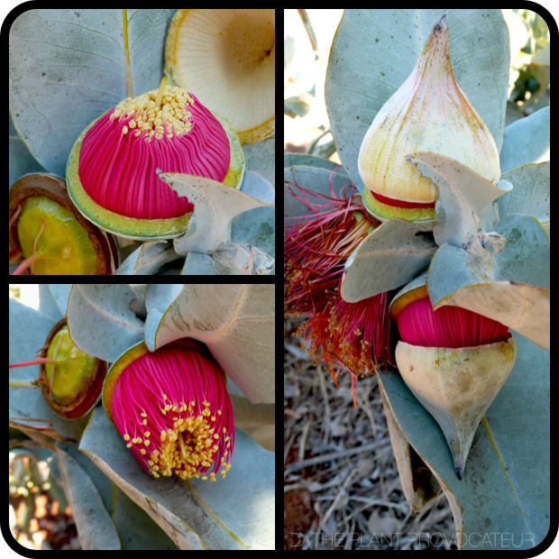 |Eucalyptus macrocarpa bud + blossom stages|