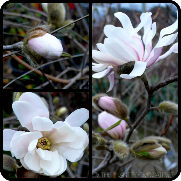 |Magnolia stellata 'Royal Star' bud + bloom|