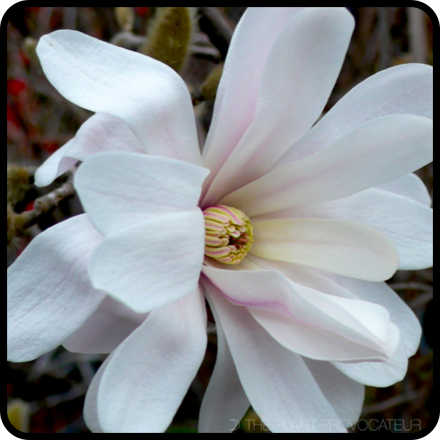 |Magnolia stellata 'Royal Star' profile|